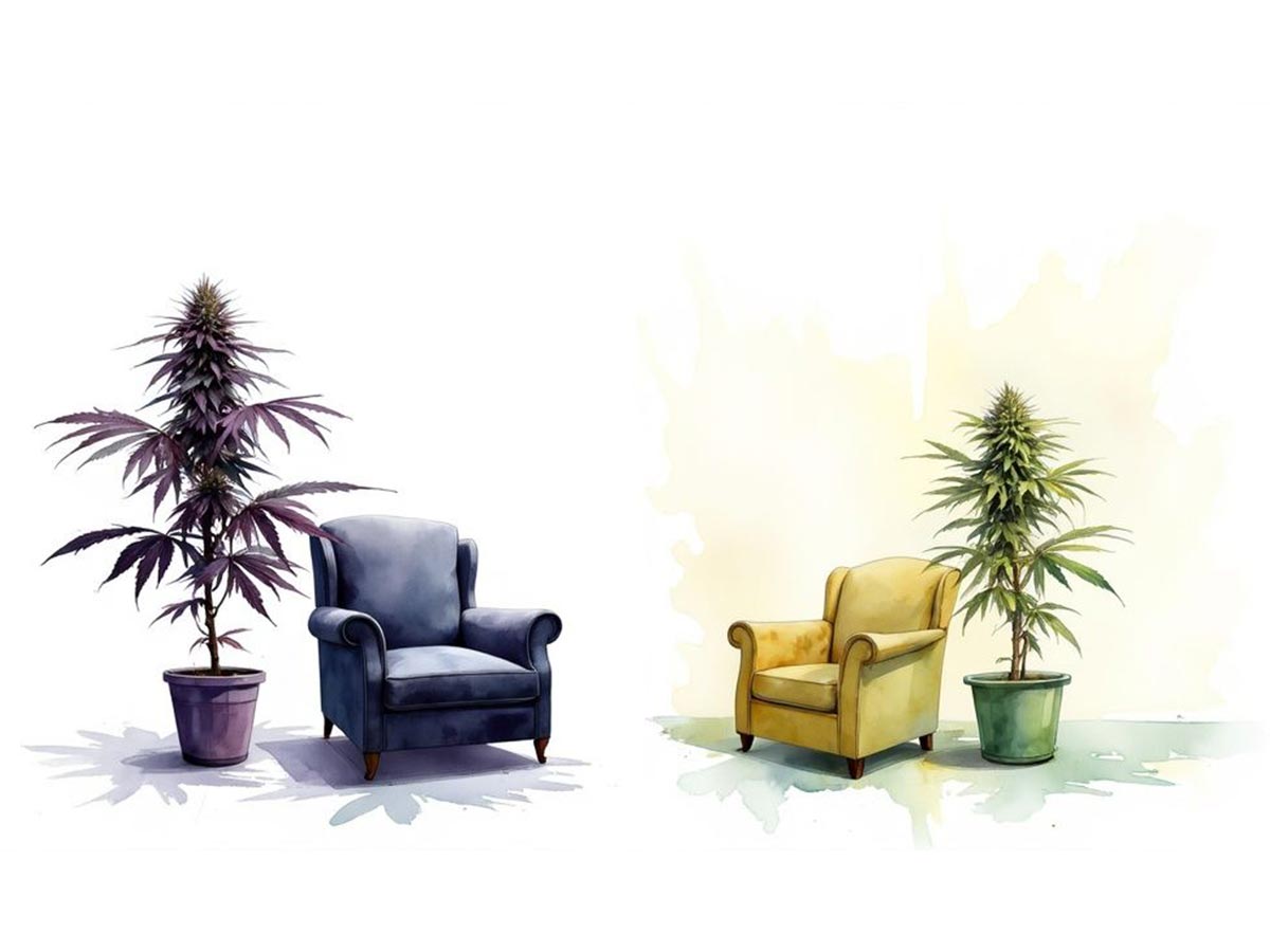 Understanding the Difference Between Indica Sativa in 60 Seconds