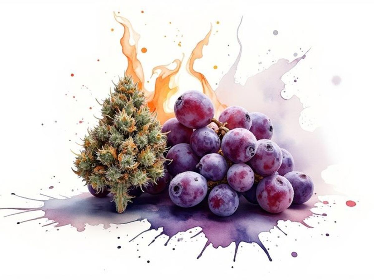 Grape Balls of Fire Strain An Ultimate Guide