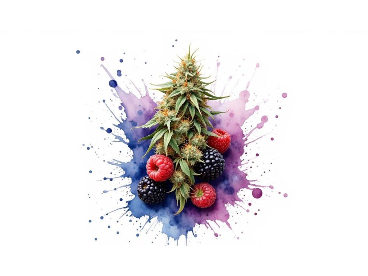 Your Guide to the Berry Bonds Strain