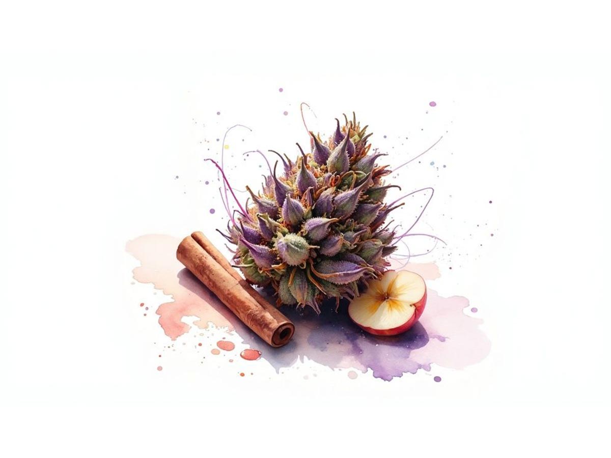 Your Guide to the Potent Purple Churro Strain