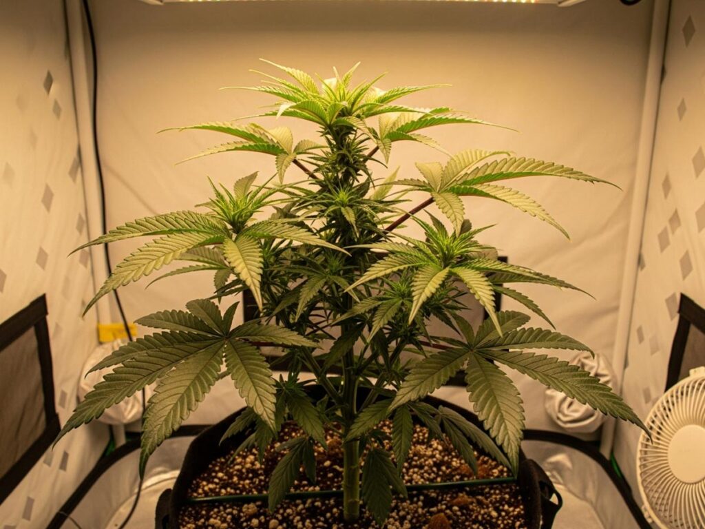 A healthy Dosilato cannabis plant growing indoors under optimal light conditions.