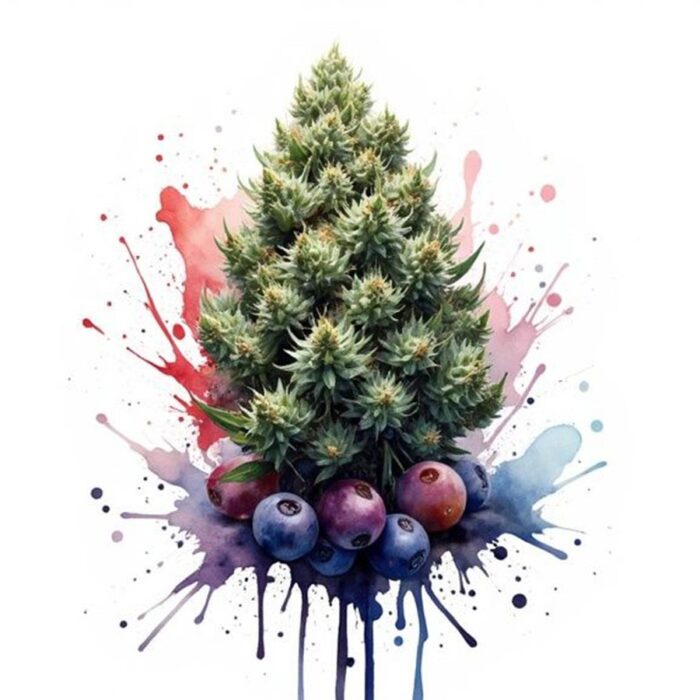 Balla Berries Strain: The Ultimate Guide to Deep Relaxation