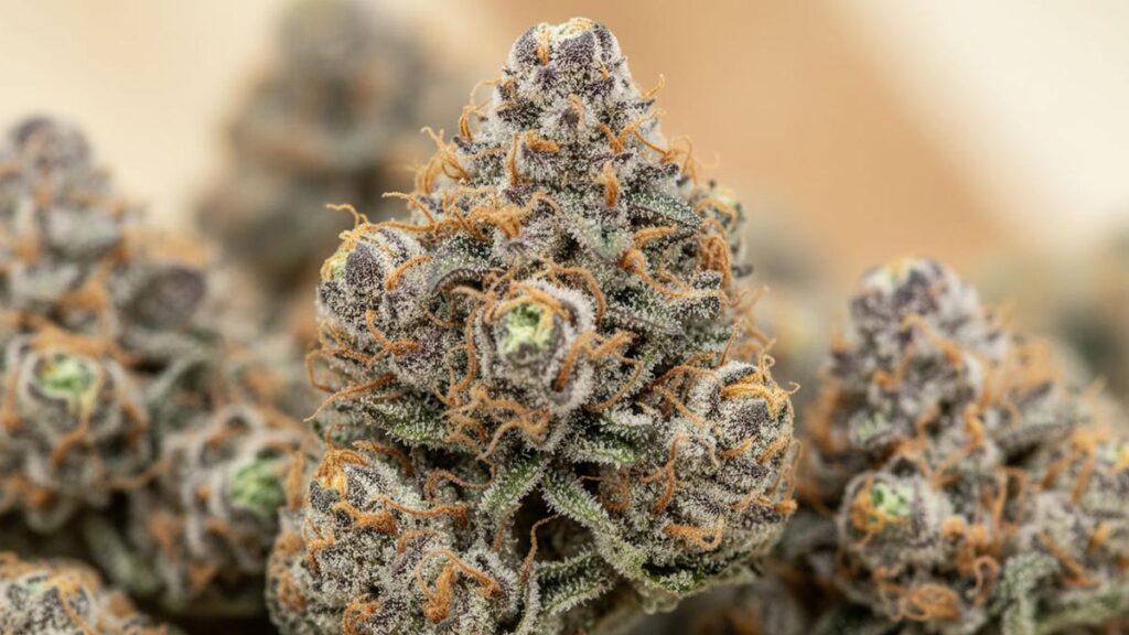 A close-up of the Cream Soda weed strain, showing dense buds with frosty trichomes and orange hairs