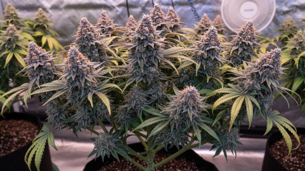 Your Guide to the Blue Sunset Sherbet Strain