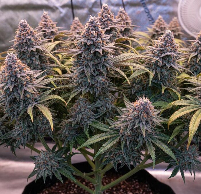 Your Guide to the Blue Sunset Sherbet Strain