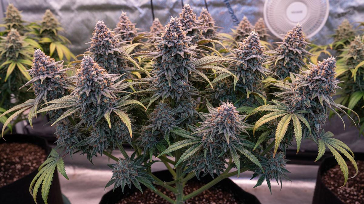 Your Guide to the Blue Sunset Sherbet Strain