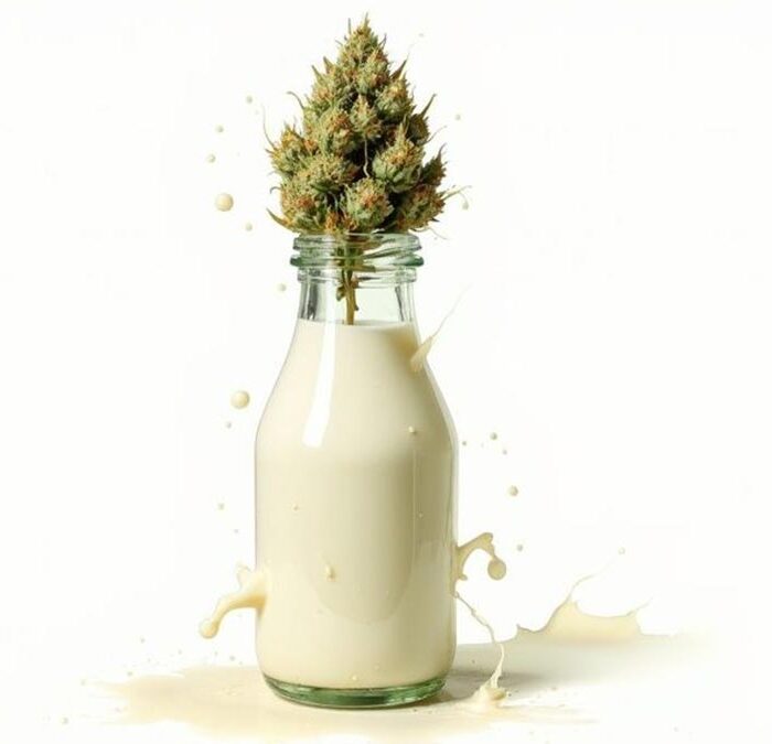 Milk Money Strain: A Complete Guide
